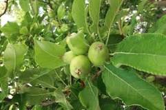 elma-ağacının-verimi-nasıl-artırılır