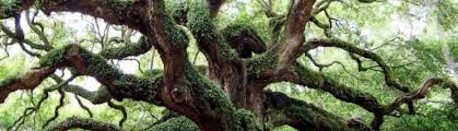 angel oak tree charleston sc free