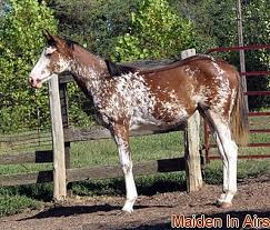 genomia horses sabino color