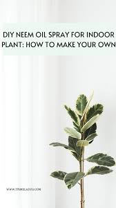 diy neem oil spray for indoor plant
