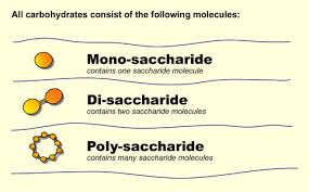 biology macromolecules flashcards