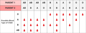 Blood Chart Suyhi Margarethaydon Com