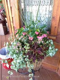 Shade Loving Plants In Containers