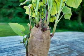 how to grow sweet potatoes at home