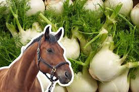 can horses eat fennel horse answer