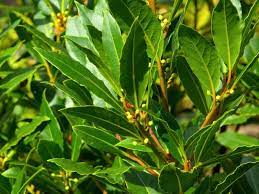 9 Healing Powers of Bay Leaf Plant (Laurus nobilis)