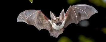 bat irish wildlife matters
