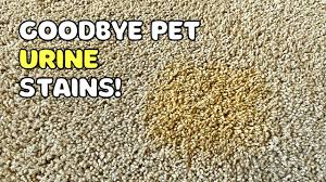 remove set in urine stains from carpet