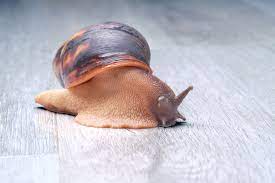 how long do snails sleep not as long