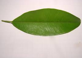 Image result for simple leaf