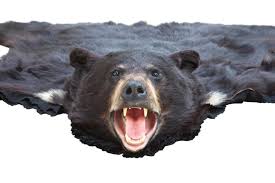 Cost Of Taxidermy For Black Bear Rug