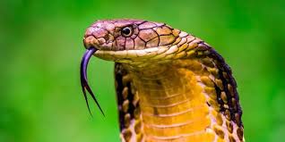 king cobra facts ophiophagus
