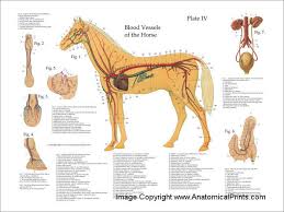 Horse Anatomy Chart Equine Vascular System Poster Horse