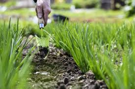 Using Biochar As A Soil Amendment