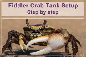 how to set up a fiddler crab tank