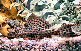 Pleco Plecostomus Hypostomus Plecostomu Catfish Guide