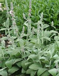 stachys byzantina silver carpet lamb