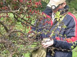 Hawthorn — heißen die orte hawthorn (pennsylvania) in den usa hawthorn (victoria) in australien sowie der mount hawthorn (westaustralien) in australien hawthorn bezeichnet hawthorn. Hawthorn How To Grow Hawthorn From Seed A Guide From Tcv