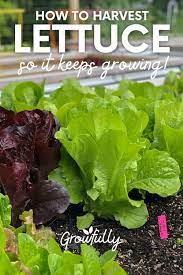 how to harvest a bountiful garden of