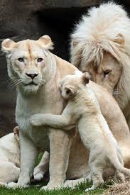 Image result for A Lion doesnâ€™t have to roar to let everyone know heâ€™s a Lion. Even when he purrs, the whole jungle knows heâ€™s the king.   