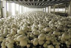 With N50,000, smallholders can become greenhouse mushroom success