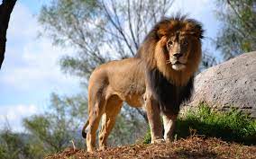 lion, Animals, Nature Wallpapers HD ...
