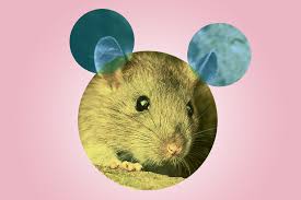 How to avoid rats and disease. How To Get Rid Of Rats From Your Home Bricks Mortar The Times