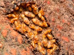 Do Raised Beds Attract Termites Garden