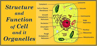 function of a cell and its organelles