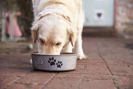 Eating raw or undercooked pork is not safe for dogs or humans, due to the parasite trichinella spiralis larvae, which can cause the parasite infection known as trichinosis. Human Foods For Dogs Which Foods Are Safe For Dogs