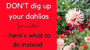 don t dig up your dahlias this winter