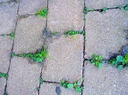 Keep Weeds From Growing Between Pavers