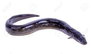 Image result for eel