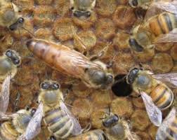 Exploring The Queen Bee Life Cycle Carolina Honeybees