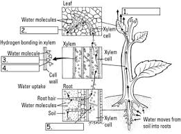 how plants pull and transport water