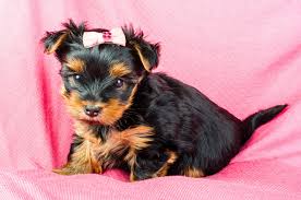 new yorkie puppy care how much are