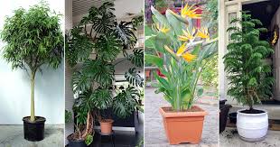 Tall Plants For Balcony India Gardening