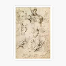 Flash tattoo or print design vector illustration. Leonardo Da Vinci Anatomical Studies Drawings Human Body Medieval Sepia Sketch Hd Poster By Iresist Redbubble