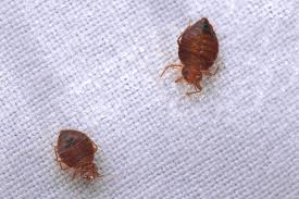 home remes for bed bugs trusted