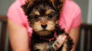 yorkiepoo dogs fun facts history and