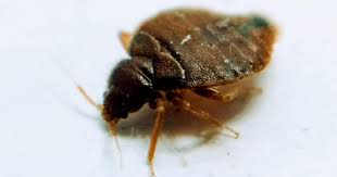 how to prevent bed bugs simple steps