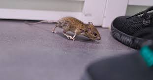 Getting Sick From Mouse Droppings