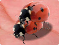 ladybug games for s games