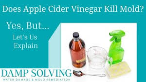 apple cider vinegar kill black mold