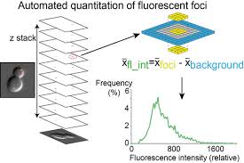 The intention is that participants will come away with some concrete ideas of. View Of Fluorescent Foci Quantitation For High Throughput Analysis Journal Of Biological Methods