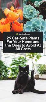 29 Cat Safe Plants For Your Home And