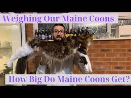 how big are maine cats how big