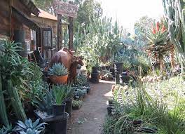 California Nursery Specialties Cactus