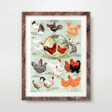 Details About Vintage Countryside Chicken Breeds Chart Art Print Agriculture Poster Wall