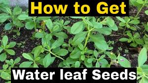 how to get waterleaf seeds save seeds